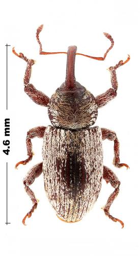 Réf. 338 163 : Pachytychius haematocephalus